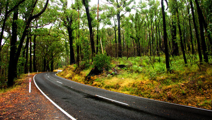 Obraz premium Forest Road