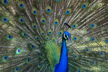 Obraz premium Parade de Paon