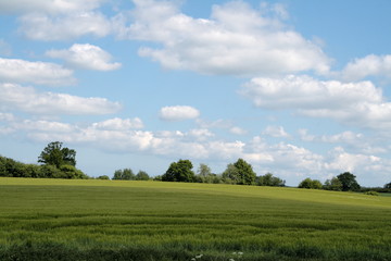 Blick über das Getreidefeld