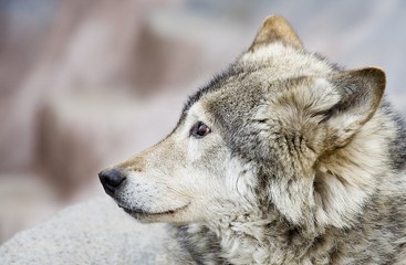 Obraz premium The wolf