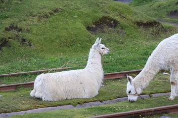 Fototapeta premium Lamas
