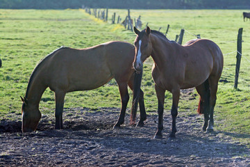 Weidende Pferde - Horses