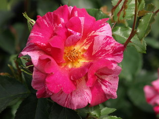 Blüte einer verblühenden Rose