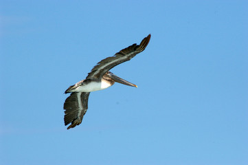 Pelikan im Flug