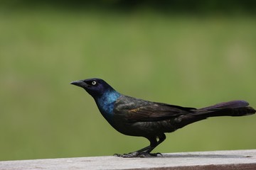 Common Grackle