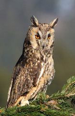 long-eared owl © Karlos Lomsky