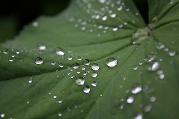 Drops on a leaf