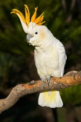 Fototapeten Cockatoo looking left © Victor Soares