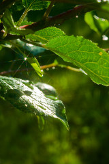 Leaves with droplets