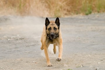 Malinois