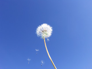 Dandelion seeds floating on blue sky … Wishes