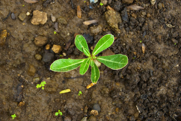 Growth