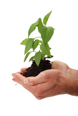 Green plant for better environment