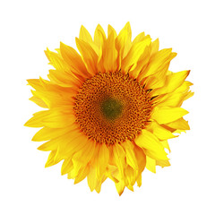 Fototapeta premium Isolated Single Sunflower on White