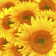 Sunflower Petals Up Close