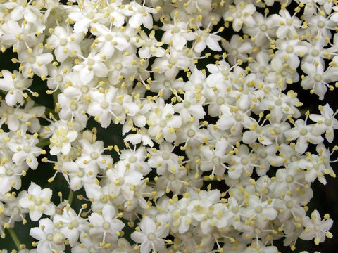   holunderbl&uuml;ten 