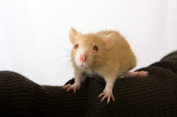 Portrait of a young rat