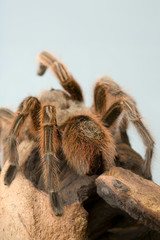 Arachnidae