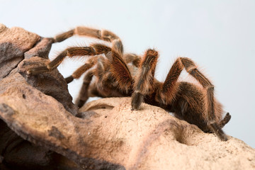Spider on the rock