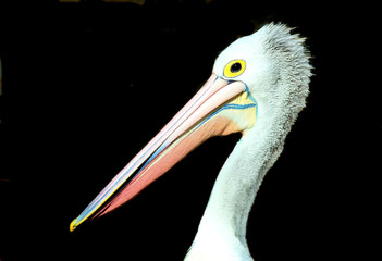 Pelican 