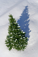 snowy fir tree casting shadow, seen from top