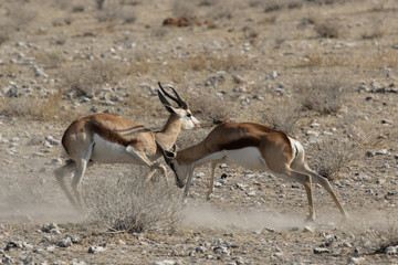 Kämpfende Springböcke im Etosha-Nationalpark, Namibia