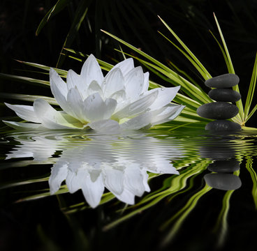 Fototapeta Kwiat lotosu, kamienie, woda na zamówienie