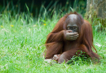cute baby orangutan © Eric Gevaert