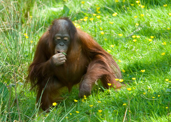 cute baby orangutan © Eric Gevaert