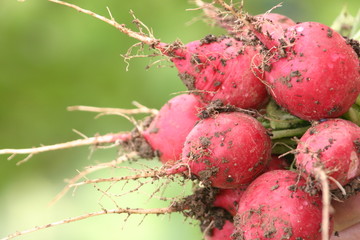 Radischen ungewaschen