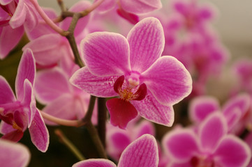 Naklejka na ściany i meble Pink/purple orchid