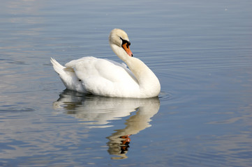 Fototapeta premium Swan