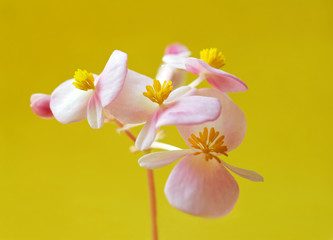 pink flower on yellow