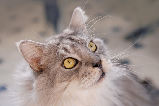 Maine-Coon Rassekatze