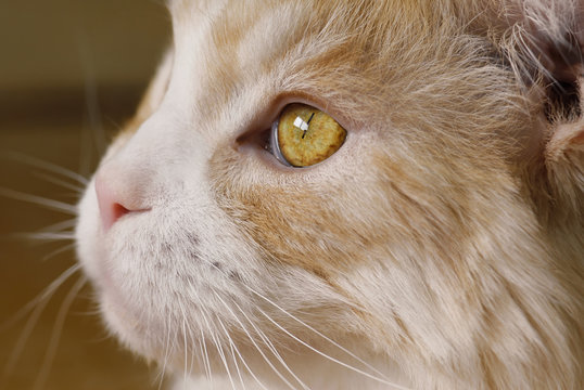 Maine-Coon Rassekatze