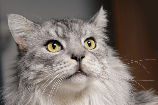 Maine-Coon Rassekatze