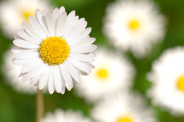 Abstract daisy background