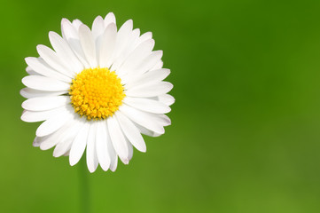 Fototapeta premium Abstract daisy background with copy space