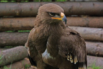 Steckbrief-Steppenadler