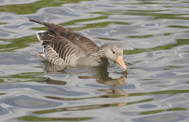 Greylag Goose. 