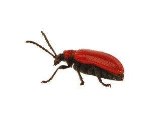 Criocère du Lys (Lilioceris Lilii)