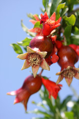 pomegranate,bud,tree