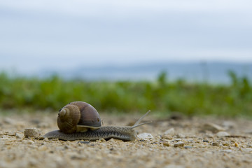 Garden snail with a mosquito sitting on the shell in the field