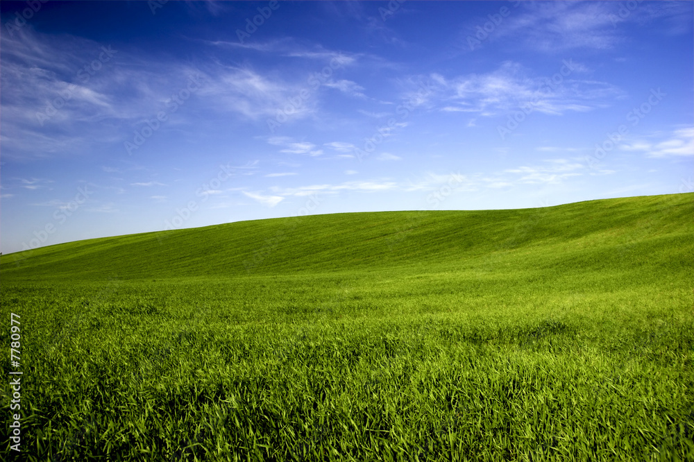 Wall mural spring field