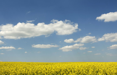 beautiful rape field and clear blue sky as background