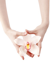 woman holding delicate orchid