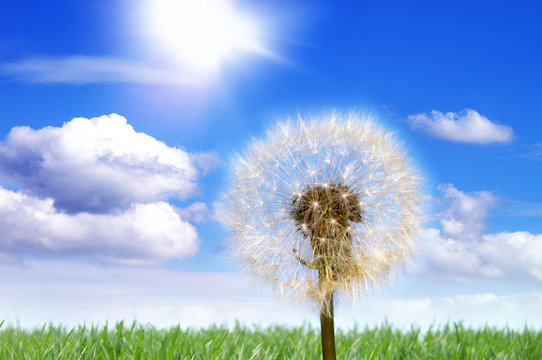 Fototapeta Pusteblume 2