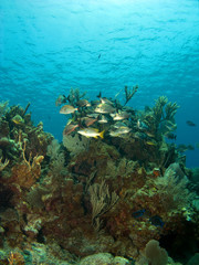 Fototapeta na wymiar School of Fish on a Coral Head