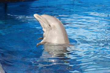 Naklejka premium HAPPY DOLPHIN