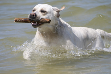 Labrador retriever